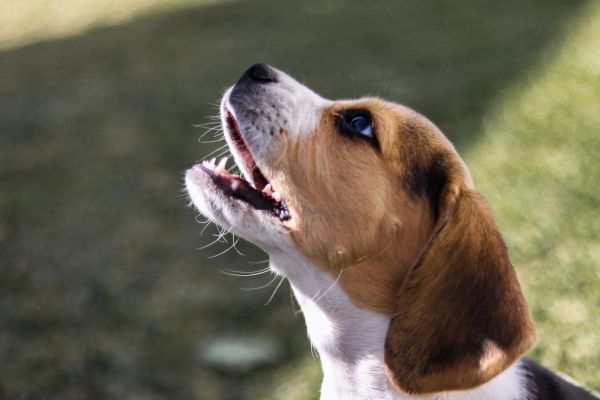 Effective Strategies for Curbing Excessive Barking in Energetic Dogs: A Comprehensive Guide