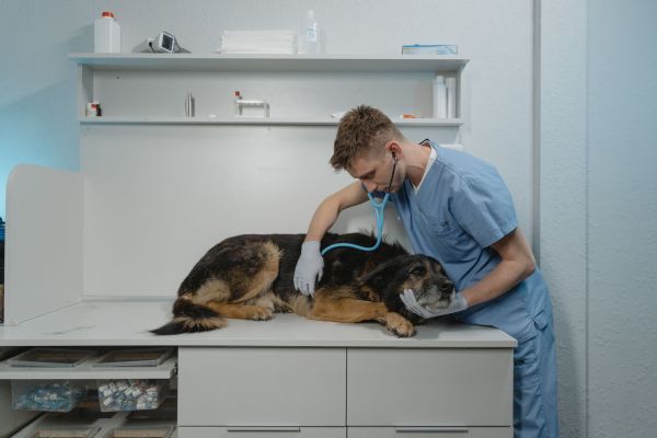 Top Dietary Approaches for Supporting Dogs with Liver Disease: A Comprehensive Guide
