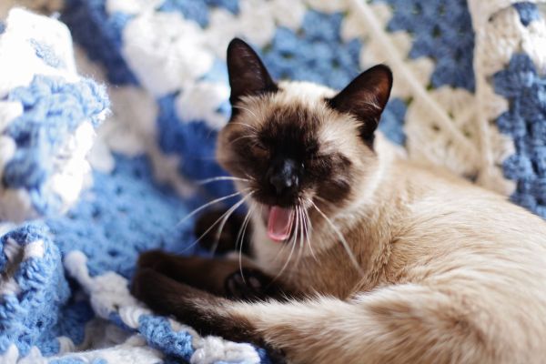 Top Tips for Managing Excessive Meowing in Siamese Cats: Effective Strategies and Solutions