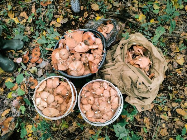 Unlocking Sustainability: The Role of Mushroom Farming in Transforming Agriculture in the UK